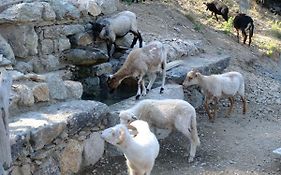 Les Bergeries Le figuier